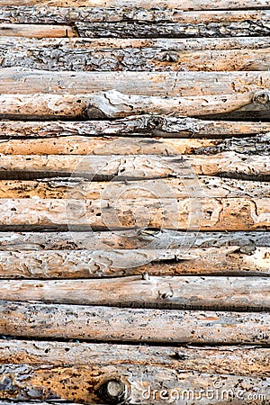 Close up of lined up pine tree trunks Stock Photo