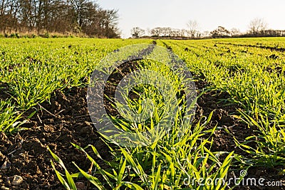Close up of lines of young shoots of winter wheat in a field. UK Stock Photo