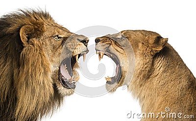 Close-up of a Lion and Lioness roaring Stock Photo