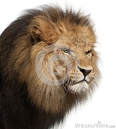 Close-up of lion, Panthera leo, 8 years old Stock Photo