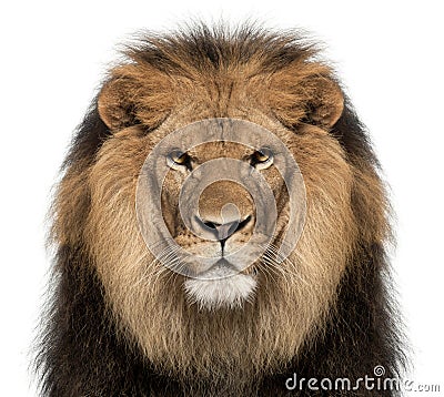 Close-up of lion, Panthera leo, 8 years old Stock Photo