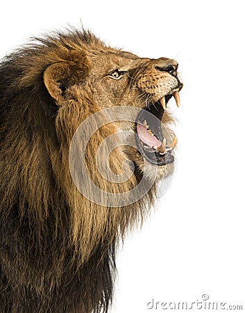 Close-up of a Lion roaring, isolated Stock Photo