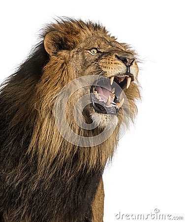 Close-up of a Lion roaring, Panthera Leo, 10 years old, isolated Stock Photo