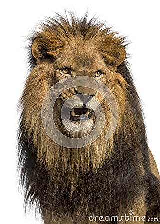 Close-up of a Lion roaring, Panthera Leo, 10 years old, isolated Stock Photo