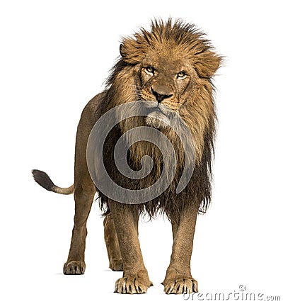 Close-up of a Lion roaring, Panthera Leo, 10 years old, isolated Stock Photo