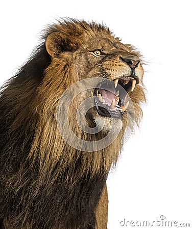 Close-up of a Lion roaring, Panthera Leo, 10 years Stock Photo