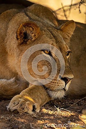 Close-up of lioness laying head on paw Stock Photo