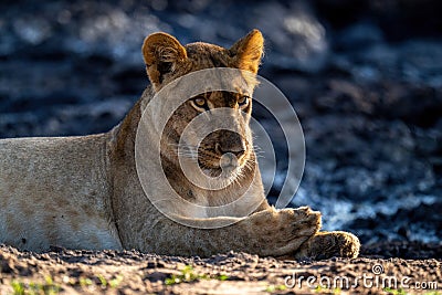Close-up of lioness lying on muddy ground Stock Photo