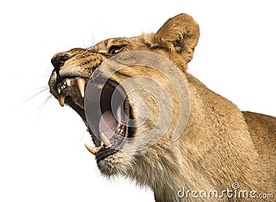 Close-up of a Lioness roaring, Panthera leo, 10 years old Stock Photo