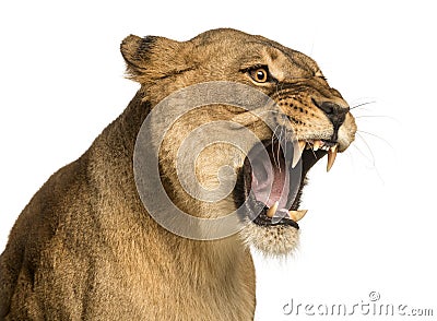 Close-up of a Lioness roaring, Panthera leo, 10 years old Stock Photo