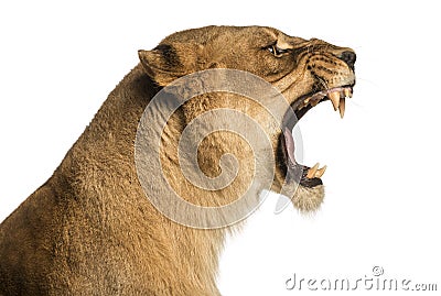 Close-up of a Lioness roaring profile, Panthera leo Stock Photo
