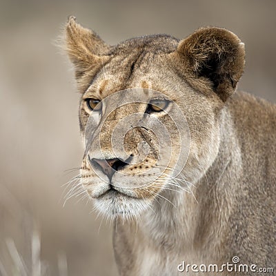 Close-up of Lioness in Serengeti, Tanzania, Africa Stock Photo