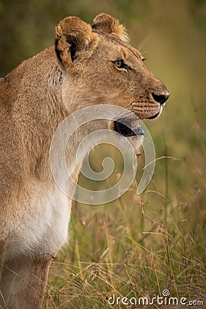 Close-up of lioness staring in long grass Stock Photo