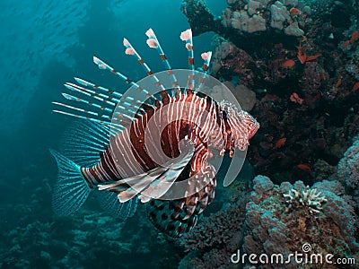 Close-up of a Lionfish Stock Photo