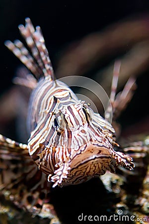 Close up lionfish Stock Photo