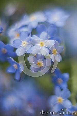 Close up of little blue flowers forget-me-not Stock Photo