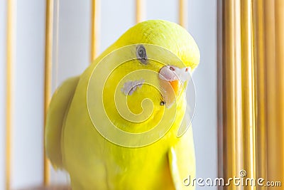 Close up budgie in the cage Stock Photo