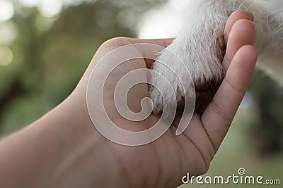 CLOSE UP OF LITTLE DOG GIVING THE PAW TO ITS OWNER. DEFOCUSED B Stock Photo