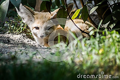 Close up of a little Fennec fox resting in the grass in a ray of light. Stock Photo