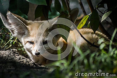 Close up of a little Fennec fox resting in the grass in a ray of light. Stock Photo