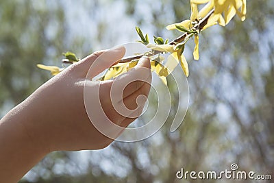 Close up of little girls hand touching a yellow blossom on a tree, outdoors in the park in springtime Stock Photo