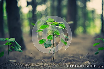 Close up of little plant glowing up in forest. Beginning of Life Stock Photo