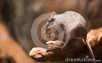 Close-up of little small Mouse cute grey rat with fluffy hair - Neumann`s grass rat Nile mouse Arvicanthus Niloticus. Brown Stock Photo
