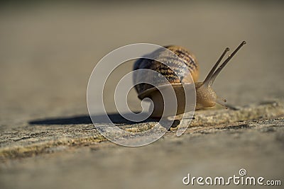 Close up of a little snail gliding on a concrete wall Stock Photo