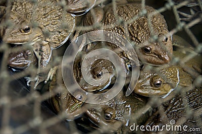 Close up live frogs in net Stock Photo
