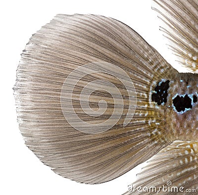 Close-up of a Living Legend's caudal fin, Flowerhorn cichlid Stock Photo