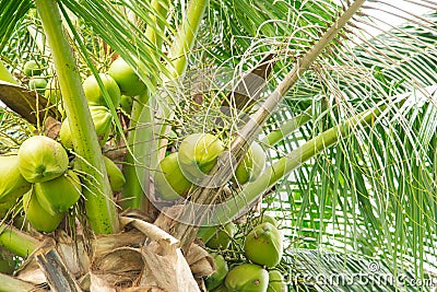 Close-up load cluster of young fruit green coconuts hanging on tree top with lush green foliage branch at tropical garden in Nha Stock Photo