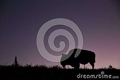 Close-up of Lone bison in the meadow of Hayden Valley at sunset Stock Photo