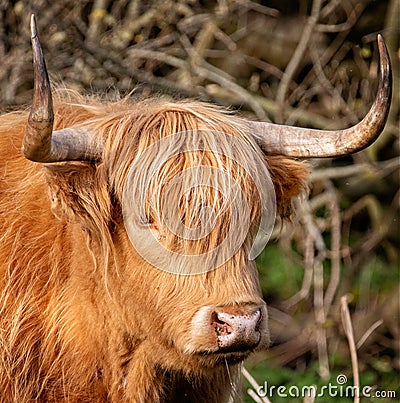 Close up of long horned Highland Cow Stock Photo