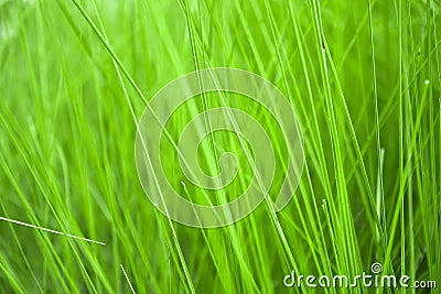 Close-up Long Lush Grass Stock Photo