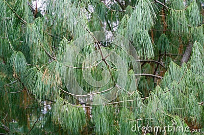 Close-up long needles Chinese White Pine Pinus Armandii Franch in Arboretum Park Southern Cultures in Sirius Adler Stock Photo