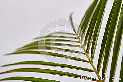 Close-up long palm leaves. Stock Photo
