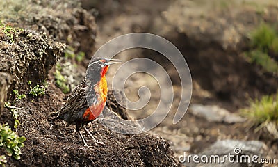Close up of a Long-tailed meadowlark Stock Photo