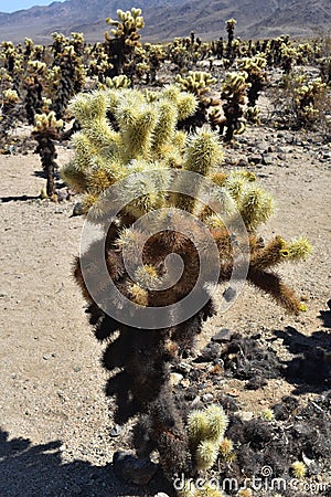 Close Up Look at a Cholla Cactus in the Desert Stock Photo