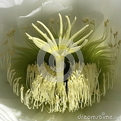 Close-up Look OF Echinopsis Spachiana golden torch cactus flower Stock Photo