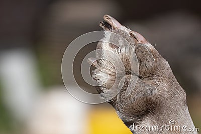 A close up look at the underside of the back dirty dog paw pad, during the day Stock Photo