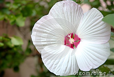 White Flower of Hibiscus Moscheutos Stock Photo