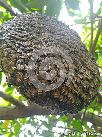 Close up look of wild honey bee colony Stock Photo