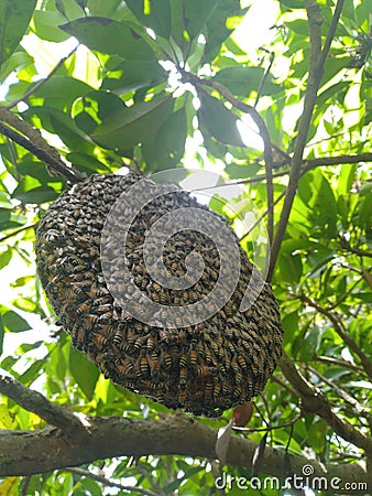 Close up look of wild honey bee colony Stock Photo