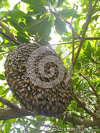 Close up look of wild honey bee colony Stock Photo