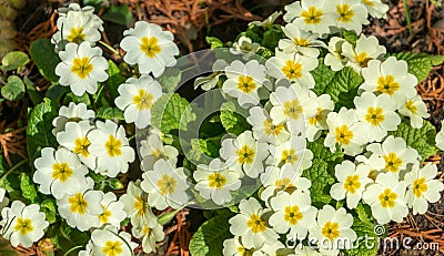 Close-up of lot white spring Common Primrose Primula acaulis or primula vulgaris flowers. Spring concept of waking nature. Stock Photo