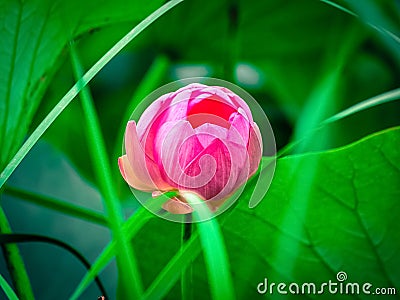 Close-up of a lotus flower. The graceful lotus blooms in the summer in the pond. The sacred flower of Buddhism. Stock Photo