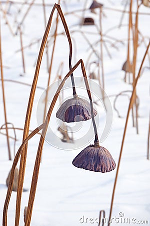 Winter lotus seedpod Stock Photo