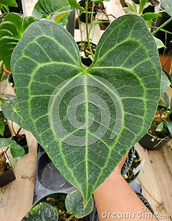 Closeup of the love shape leaf of Anthurium Pterodactyl X Clarinervium Stock Photo