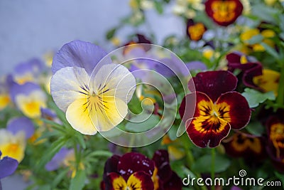 Close up lovely purple flowers and red flowers on green leaf background Stock Photo