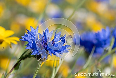 Low cornflower centaurea depressa Stock Photo